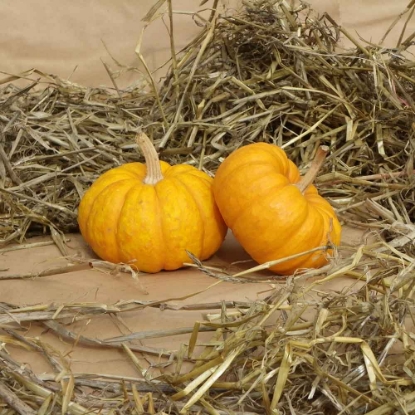 Picture of Pumpkin Crunchkin F1